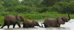 elephant-herd-bath-jungle